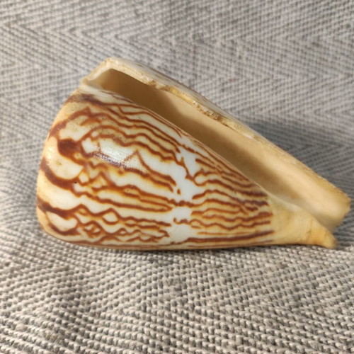 Yfantis Cone Shell like new, 10x6x6 cm