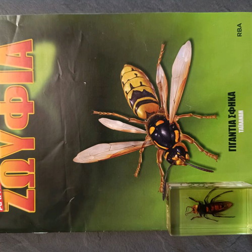 Alithina Zoyfia Issue 5 used