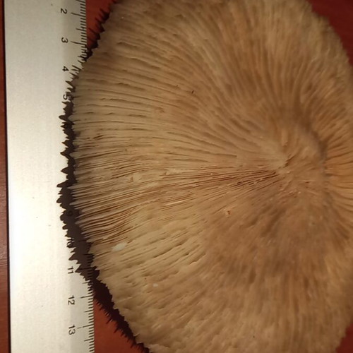 Mushroom type coral Fungia sp. or Heliofungia 17 cm diameter like new