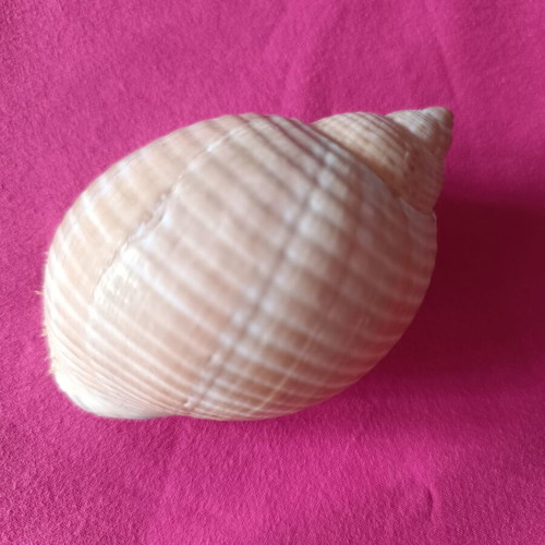 Tonnidae Tonna shells like new, 2 pieces from Madagascar