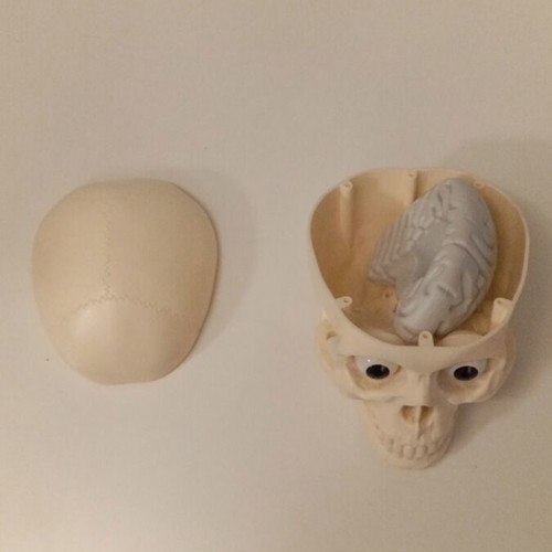 Skeleton head with half brain new