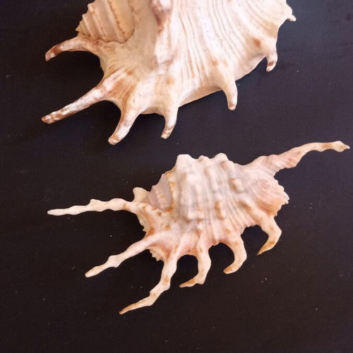 Collectible Natural Spider Conch Seashells Lambis & Harpago set of 2 like new