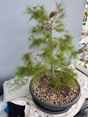 Trees used, pine and two wild olive trees