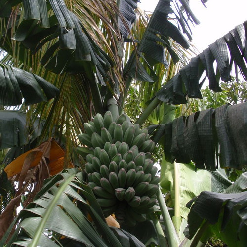 Banana Praying Hands tropical dwarf banana seeds, like new