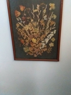 Picture with dried flowers like new, 51x40cm, glass and wooden frame