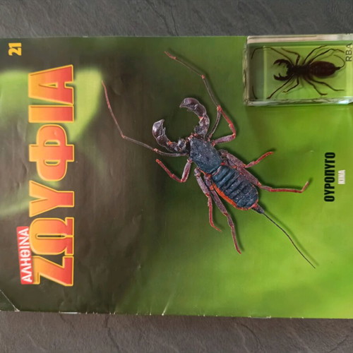 Real Insects Issue 21 used