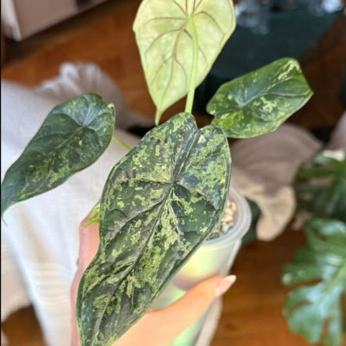Alocasia Dragon Scale Mint new, well-rooted