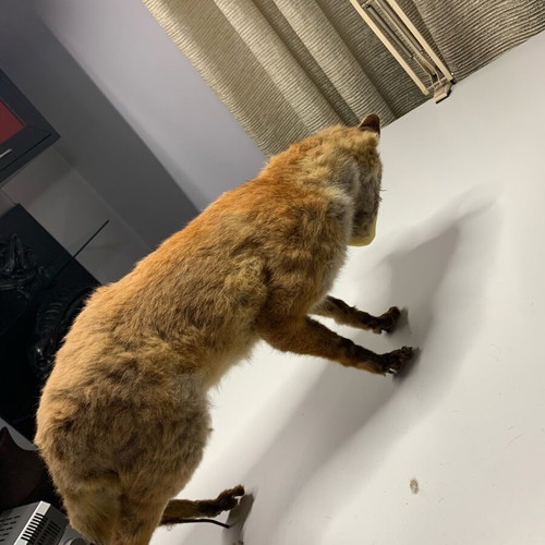 Vintage fox with wax human face used