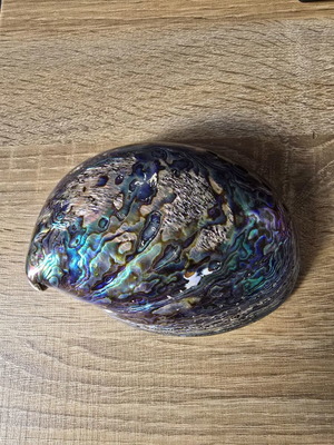 Φυσικό κοχύλι Paua Abalone καινούργιο, ιριδίζον από Νέα Ζηλανδία