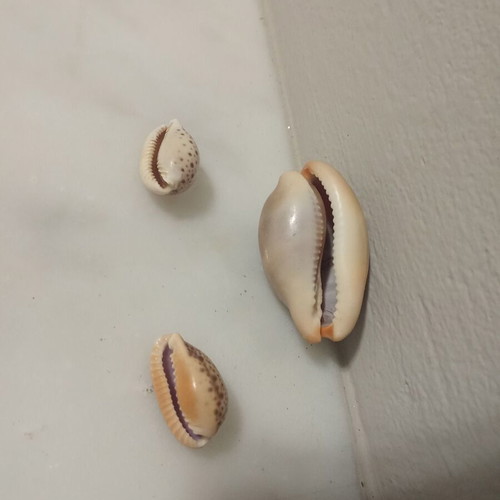 Cypraeidae shells like new, set of three from the Ionian Sea
