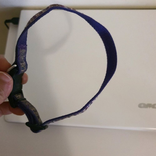 Dog leash used
