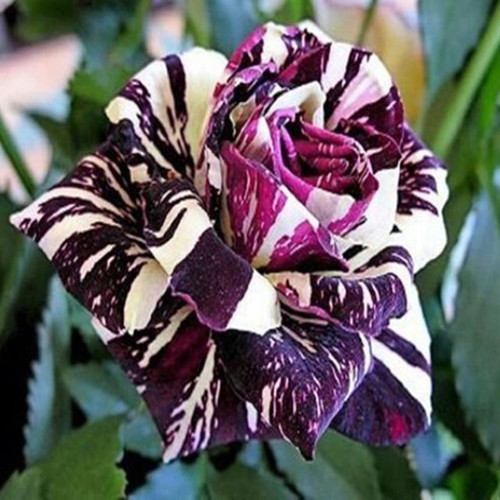 Black Dragon bicolor rose seeds, pack of 25