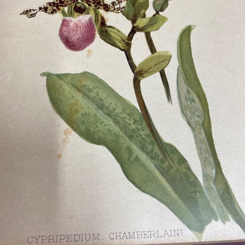Cypripedium Chamberlaini lithograph like new, colored with passepartout