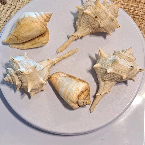 Seashells like new in various sizes
