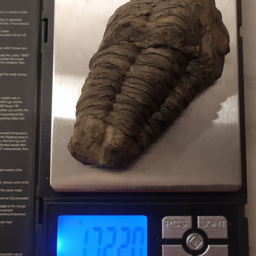 Calymene Trilobite Fossils from Morocco, like new, set of 2