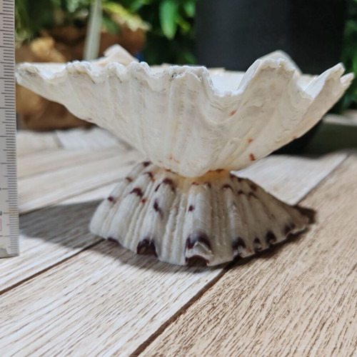 Vintage natural ocean shell bowl, royal design