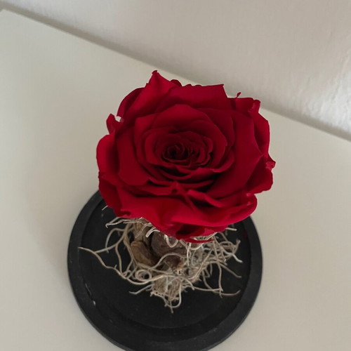 Forever Rose decorative red new with glass dome