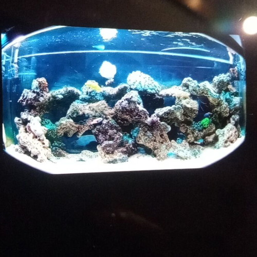 Aquarium used 350-400 liters, 1.5 meters