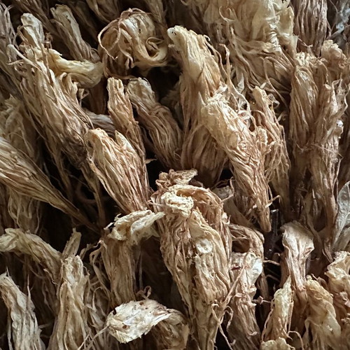 Dried cactus flowers - queen of the night, craft decoration