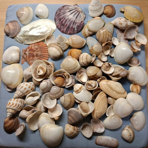 Shell collection like new
