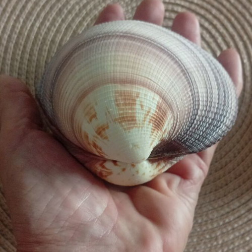 Spondylus and Antigona closed bivalve shells set, like new