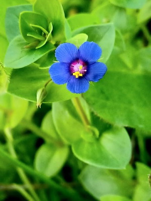 Lysimachia foemina Blue Pimpernel Seed Capsules Pack of 5 New
