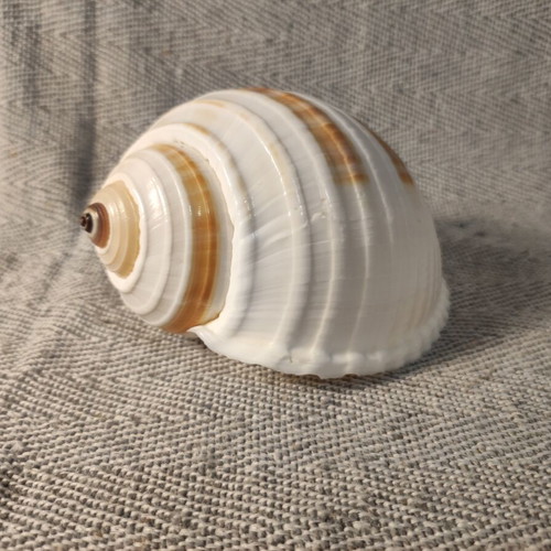 Tonna seashell like new, 13x8x8 cm