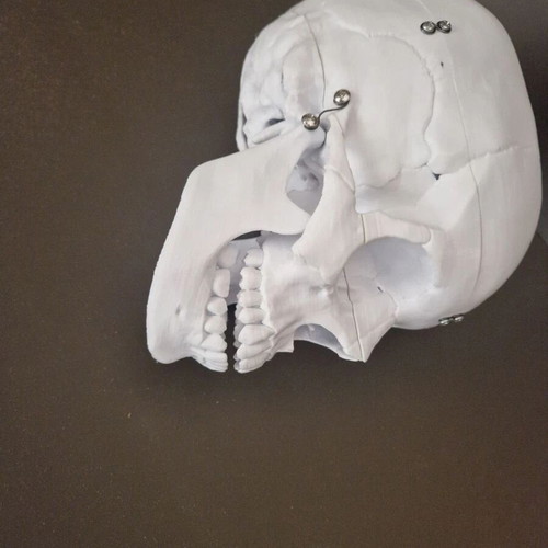 Plastic human skull like new, accurate replica with 3 detachable parts