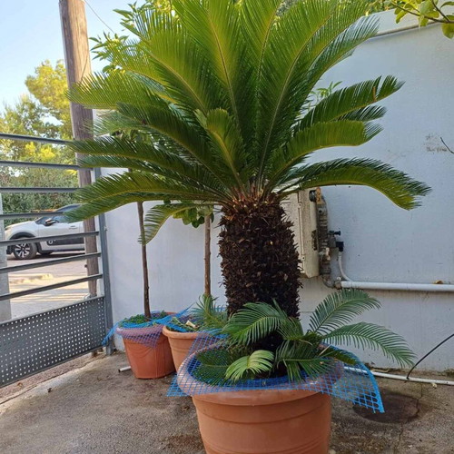 Cycas Revoluta large plant like new, height 1.40 m, trunk circumference 80 cm
