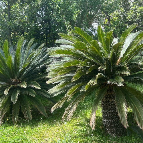 Cycas Revoluta plants new, 20 years old, exotic garden greenery