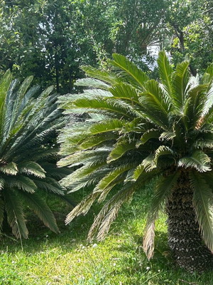 Растения Cycas Revoluta, 2 броя, нови, на 20 години