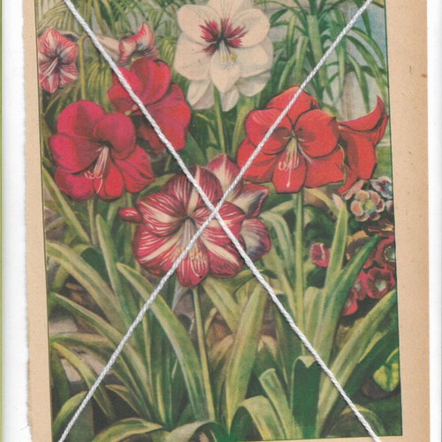 Vintage print Amaryllis flowers 1950s, like new