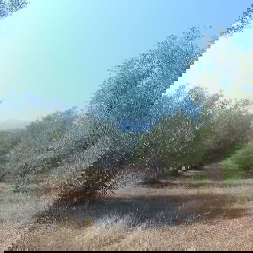 Building Land 307 m² in Davleia Viotia with Storage and Agricultural Plots