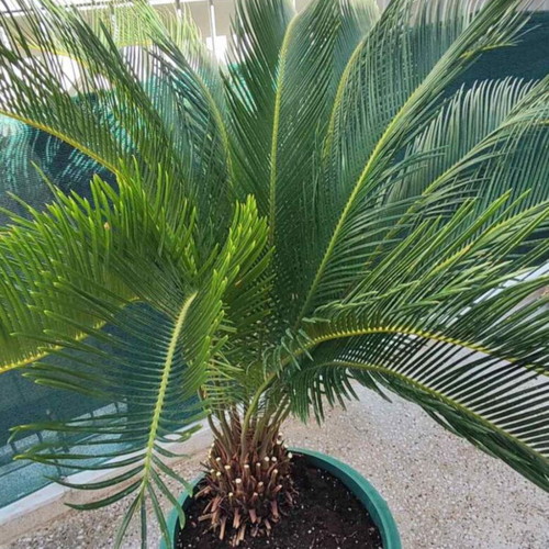 Cycas plant 20 years old, new, slow growing for balcony and garden
