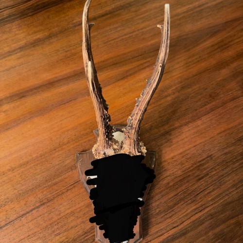 Small deer antlers used in wooden frame