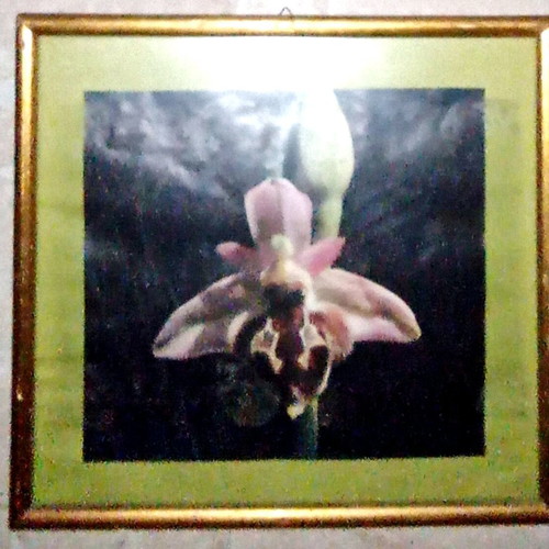Orchid print framed 33×36