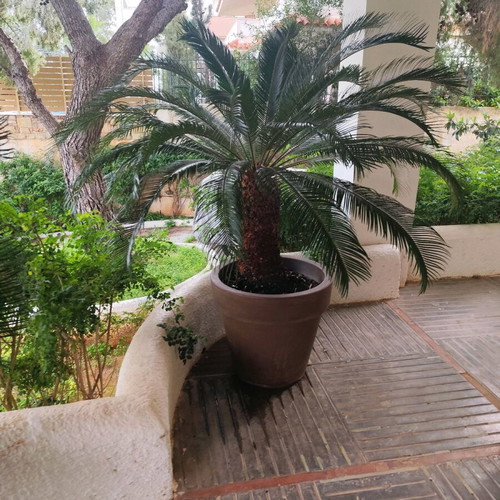 Cycas revoluta 21 years like new, 190 cm with Italian rubber pot