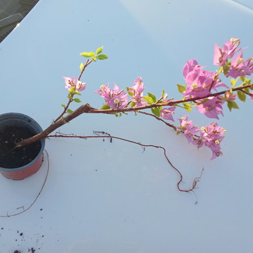 Bougainvillea in purple pot new