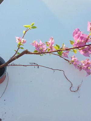 Bougainvillea in purple pot new