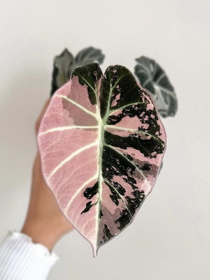 Alocasia Black Velvet Pink Variegata νέο