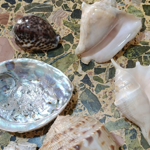 Seashells used, assorted pack with minor damages