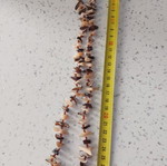 Summer necklace with shells like new