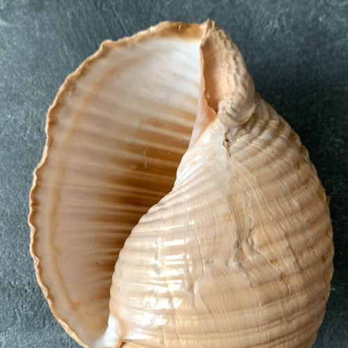 Large shell used