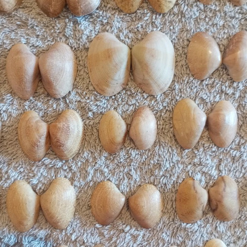 Natural butterfly-type seashells and rare oysters for decoration