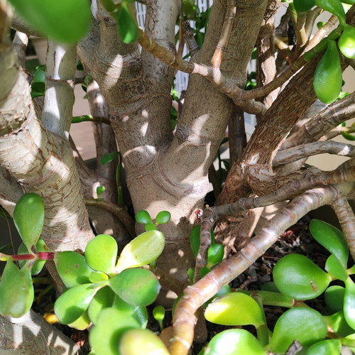 Large Crassula like new, 1.40m tall money tree plant
