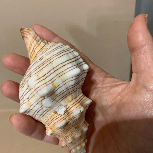 Natural shell new, large for decoration