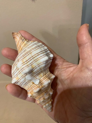 Natural shell new, large for decoration