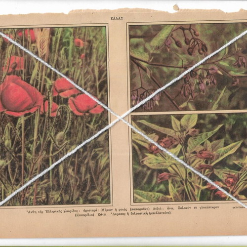 Printed materials on Greek flora plants and flowers, pack of 4, like new
