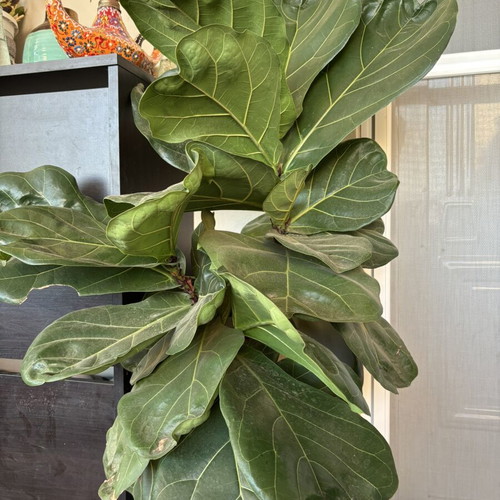 Fiddle Leaf Fig mature plant like new