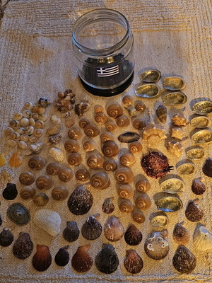 Seashell jar like new, variety for decoration or crafts